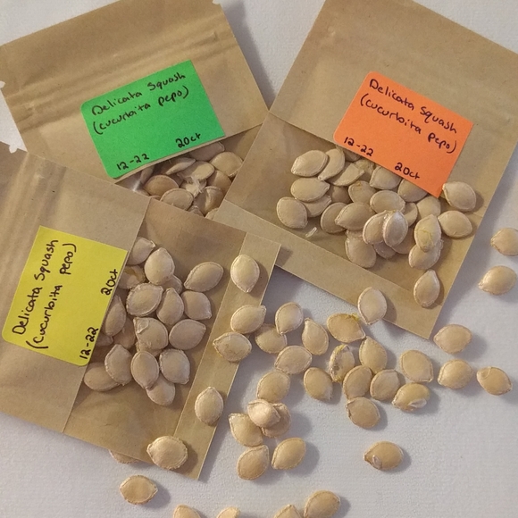 Delicata Squash Seeds - Picture 2 of 4